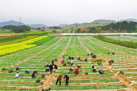 隴南成縣陳院鎮(zhèn)白馬寺村群眾對(duì)萬(wàn)壽菊苗進(jìn)行移植