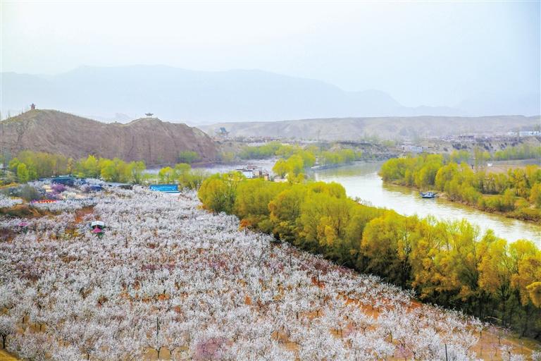 甘肅旅游丨唐汪杏花開 楚楚等君來 在這里賞花看丹霞，美哉！