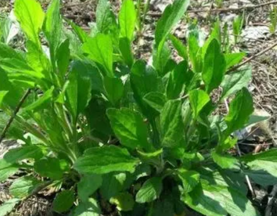 注意！路邊的野菜可不能亂采