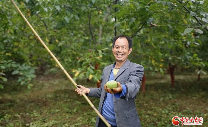 【小康圓夢(mèng)·看甘肅】碩果累累綴枝頭 隴南成縣核桃成村民“搖錢(qián)樹(shù)”