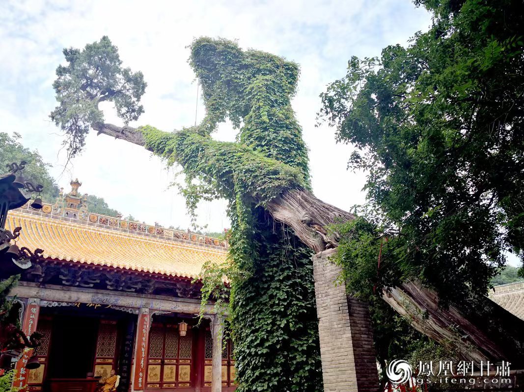 “山頭南郭寺，水號(hào)北流泉。老樹空庭得，清渠一邑傳?！倍鸥υ?shī)中的“老樹”，指的就是這株春秋古柏，為南郭寺的“鎮(zhèn)寺之寶”。胡江 攝