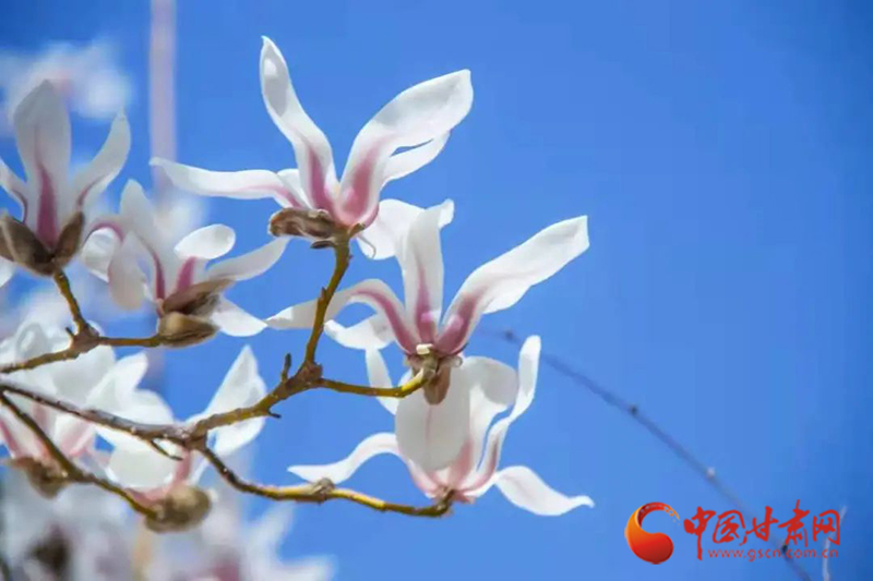 【百花綻放秀甘肅】春來(lái)校園芳菲三月天