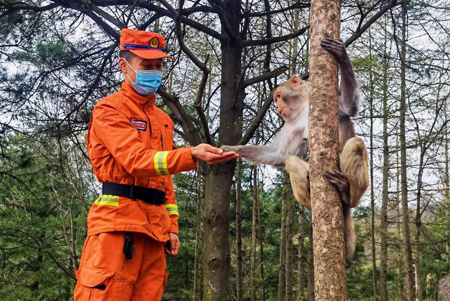 【甘快看】嗨！你好！甘肅隴南森林消防員巡護(hù)途中偶遇野生獼猴群
